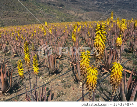 Field of blooming aloe vera 134354874