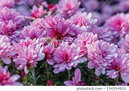 beautiful chrysanthemum flower bushes pink colors 134354920