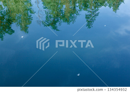 swan feather on the water with blue sky reflection 134354932