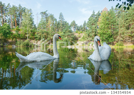 beautiful lake with a canyon on which swans swim with a blue sky 134354934