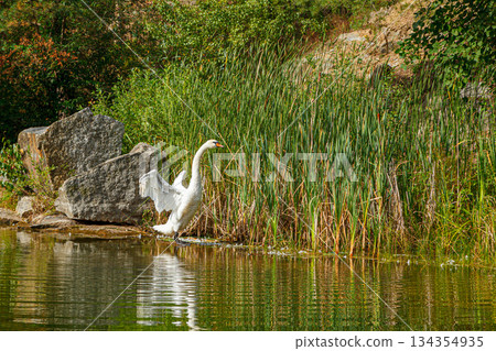 beautiful lake with a canyon on which swans swim with a blue sky beautiful lake with a canyon on which swans swim with a blue sky 134354935