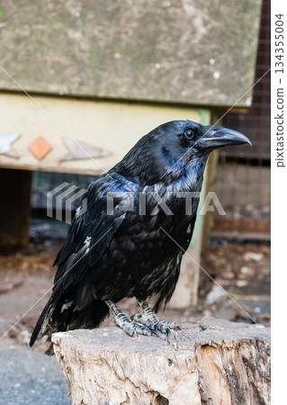 Beautiful black crows sit on a stump Beautiful black crows sit on a stump 134355004