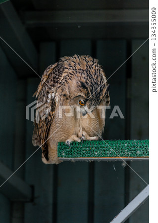 Beautiful owl Beautiful owl 134355009