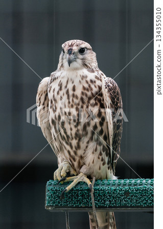 Beautiful falcon Beautiful falcon 134355010