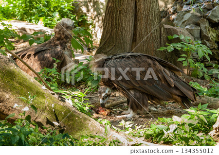 Griffins in green grass closeup 134355012
