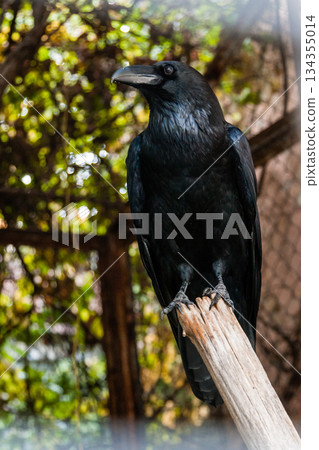 Big Black Raven sitting on a close-up branch 134355014