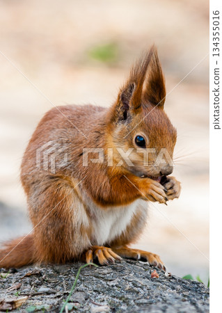 Squirrel sits on a tree Squirrel sits on a tree 134355016