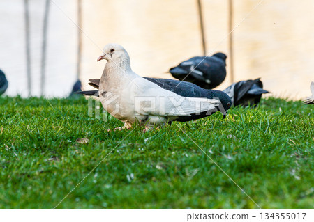 Pigeons walk on the grass Pigeons walk on the grass 134355017