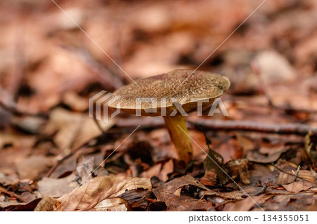 beautiful mushrooms under yellow, orange forest leaves beautiful mushrooms under yellow, orange forest leaves 134355051