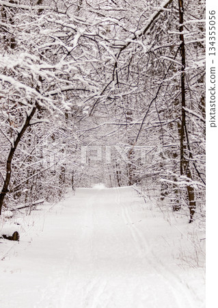 Beautiful winter forest with a beaten path Beautiful winter forest with a beaten path 134355056