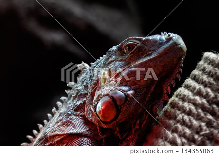 beautiful iguana lizard 134355063