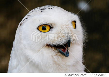 beautiful white owl with yellow eyes and beak 134355086