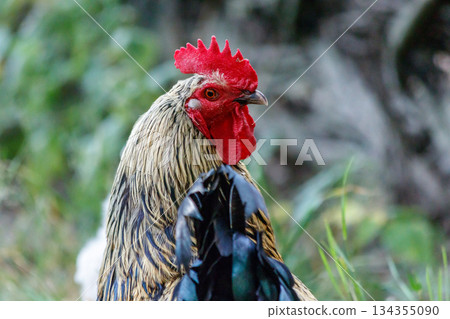 beautiful cock on grass background beautiful cock on grass background 134355090