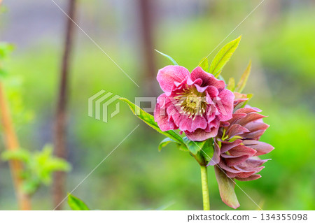 beautiful glade Hellebore 134355098