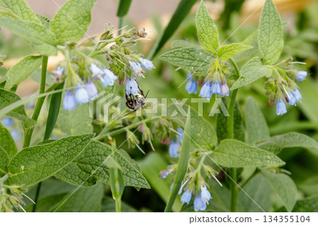 bushes with beautiful serene flowers on which a bee (wasp) is sitting bushes with beautiful serene flowers on which a bee (wasp) is sitting 134355104
