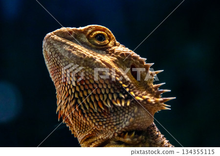 Beautiful Lizard Bearded Agama, Pogona vitticeps 134355115