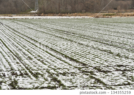 冬季在北海道阿佐部拍攝白雪覆蓋的秋季麥田 冬季在北海道阿佐部拍攝白雪覆蓋的秋季麥田 134355259