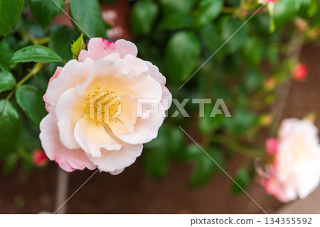 Roses in the Rose Garden (Grete) 134355592
