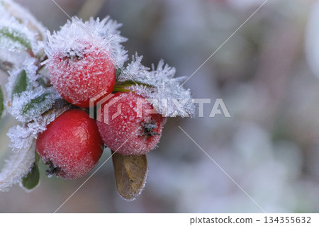 frozen berries with icy crystals, closeup of crimson berries coated in intricate ice formations frozen berries with icy crystals, closeup of crimson berries coated in intricate ice formations 134355632