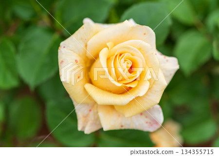 Roses in the Rose Garden (Ina no Tsuki) 134355715