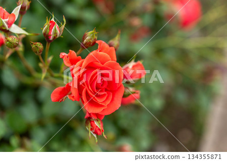 紅玫瑰（浦和紅鑽） 134355871