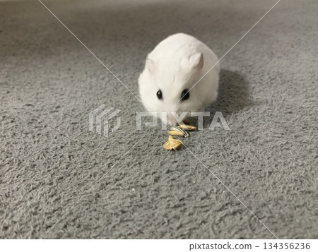 倉鼠面向前方 倉鼠面向前方 134356236