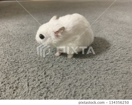hamster looking sideways hamster looking sideways 134356250