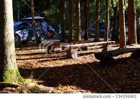 Wooden benches under trees with fallen leaves at a serene outdoor setting Wooden benches under trees with fallen leaves at a serene outdoor setting 134356981