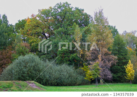 Vibrant autumn foliage in a serene park setting with diverse trees 134357039
