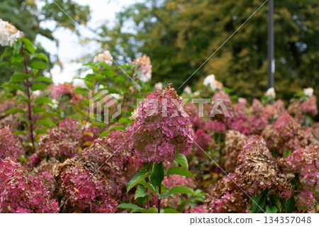 Beautiful pink and white hydrangea flowers bloom in a lush garden afternoon 134357048
