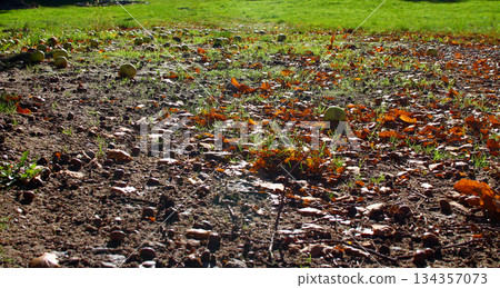 Fallen leaves and apples scattered across a grassy field during autumn Fallen leaves and apples scattered across a grassy field during autumn 134357073