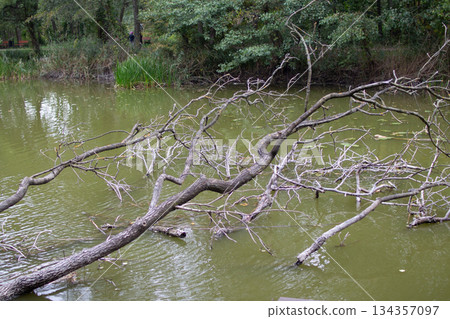 Tree branches extend over a calm green pond in a serene natural setting  134357097
