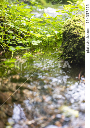 森林水面上倒映著翠綠的植物，清澈的溪流，生態景觀（奧大泉） 134357213