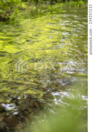 森林水面上倒映著翠綠的植物,清澈的溪流,生態景觀(奧大泉) 森林水面上倒映著翠綠的植物,清澈的溪流,生態景觀(奧大泉) 134357215