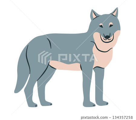 Wolf cartoon vector illustration. Wild animal clipart flat. Wolf cartoon vector illustration. Wild animal clipart flat. 134357258