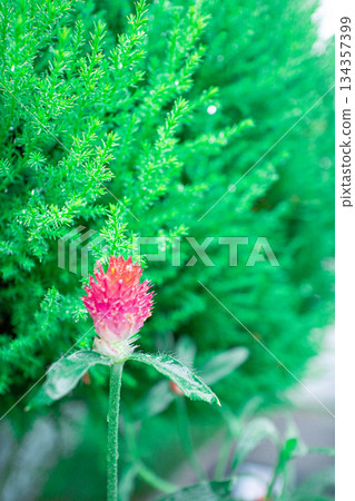 草莓蠟燭 草莓蠟燭 134357399