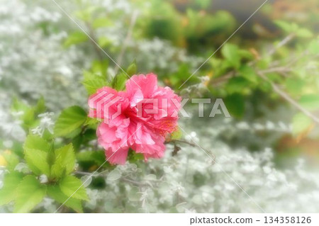 芙蓉濕雨 134358126
