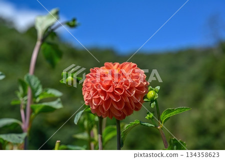 A full-bloomed orange spherical dahlia sparkling in the light A full-bloomed orange spherical dahlia sparkling in the light 134358623