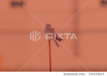 一隻雄性沼澤鷂在晨曦中休憩。 134358625