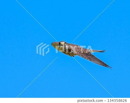紅隼雌性在藍天背景中平靜地飛翔 134358626