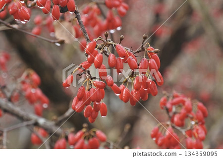 山茱萸 山茱萸 134359095