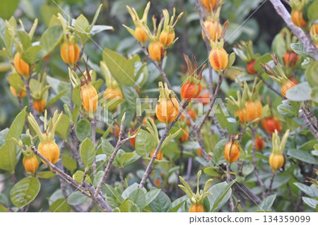 Gardenia fruit Gardenia fruit 134359099