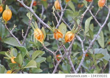 Gardenia fruit 134359101