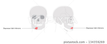 Depressor labii inferioris - Human facial muscle shown in labeled anatomy diagram responsible for lowering the lower Depressor labii inferioris - Human facial muscle shown in labeled anatomy diagram responsible for lowering the lower 134359269