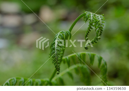 Detailed view of bright green young Pteridophyte fern sprout showing coiled crozier structure with selective focus and vibrant bokeh background. Detailed view of bright green young Pteridophyte fern sprout showing coiled crozier structure with selective focus and vibrant bokeh background. 134359630