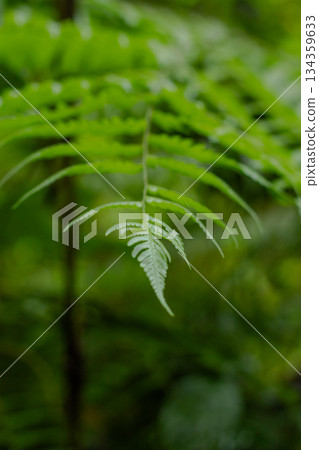 Detailed close-up of delicate fern pinna against a blurred, deep green jungle background, symbolizing vitality and growth 134359633
