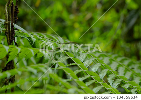 Detailed close-up shot of a slender green vine snake resting on vibrant, textured Pteridophyta fern foliage in natural light. Detailed close-up shot of a slender green vine snake resting on vibrant, textured Pteridophyta fern foliage in natural light. 134359634