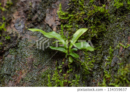 Detailed macro shot of a young fern emerging from deep green moss and rough, moist tropical tree bark. 134359637