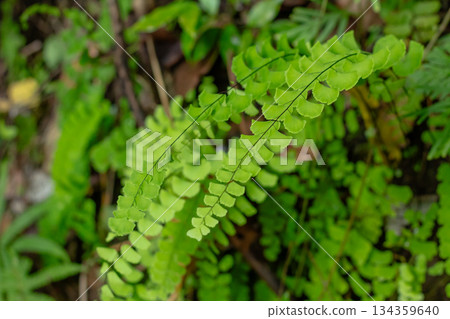 Detailed macro shot of delicate Maidenhair fern (Adiantum) pinnules displaying lush green texture and thin black stipes. Detailed macro shot of delicate Maidenhair fern (Adiantum) pinnules displaying lush green texture and thin black stipes. 134359640