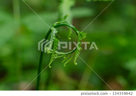 Macro photography of a vibrant green fern crozier (fiddlehead) showing the unique spiral growth pattern against a blurred emerald bokeh background. Macro photography of a vibrant green fern crozier (fiddlehead) showing the unique spiral growth pattern against a blurred emerald bokeh background. 134359642